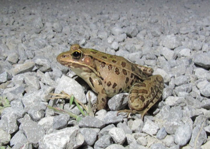 Leopard Frog